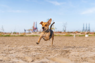 Introducing the Azolize Dogs Agility Hurdle Cone Set! 🎁