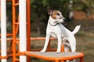 Remembering Max: A Dog Who Loved Agility 🐾