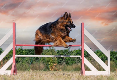 🐾 The Importance of Agility for Dogs! 🐾